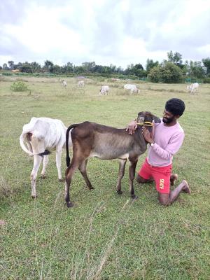 Moukthi Navachetana Goshala,Best goshala in mulbagal,Best gaushala in mulbagal,Best desi cow goshala in mulbagal,Gaushala donation for cow in mulbagal,dontation for cow in mulbagal,good goshala near me to donate,best goshala near me kolar,best goshala near me bangalore,moukthi goshala,gaushala,goshala,mulbagal,bangalore,kolar,karnataka.