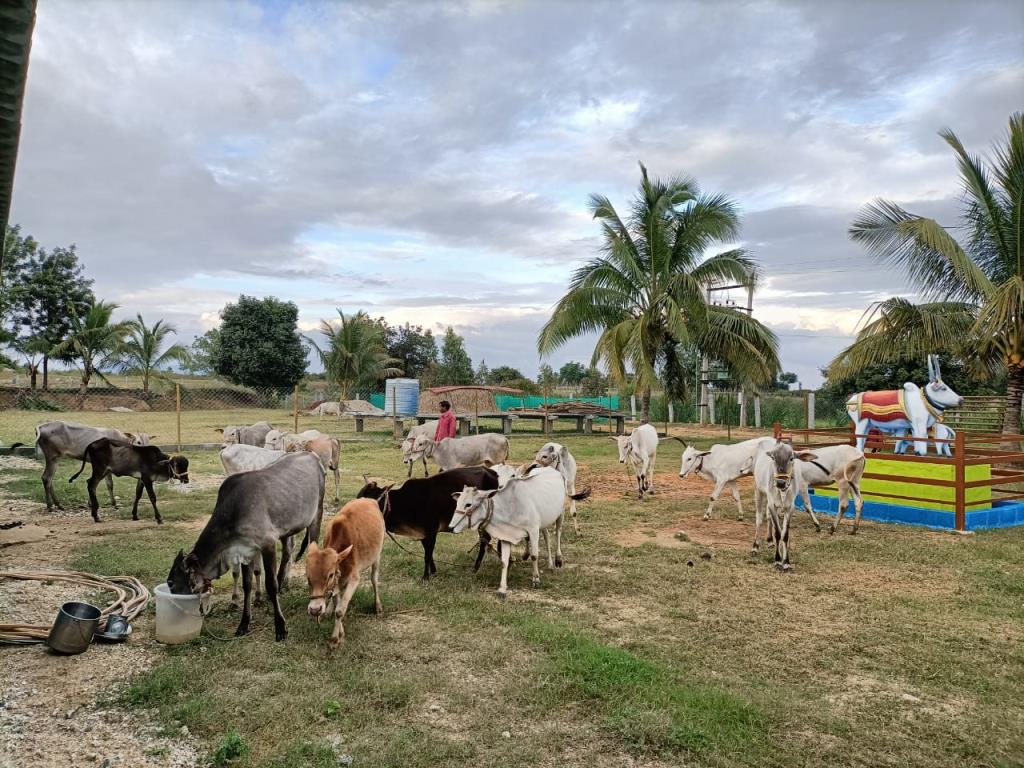 Moukthi Navachetana Goshala,Best goshala in mulbagal,Best gaushala in mulbagal,Best desi cow goshala in mulbagal,Gaushala donation for cow in mulbagal,dontation for cow in mulbagal,good goshala near me to donate,best goshala near me kolar,best goshala near me bangalore,moukthi goshala,gaushala,goshala,mulbagal,bangalore,kolar,karnataka.