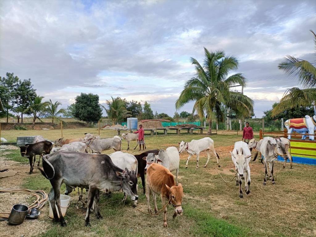 Moukthi Navachetana Goshala,Best goshala in mulbagal,Best gaushala in mulbagal,Best desi cow goshala in mulbagal,Gaushala donation for cow in mulbagal,dontation for cow in mulbagal,good goshala near me to donate,best goshala near me kolar,best goshala near me bangalore,moukthi goshala,gaushala,goshala,mulbagal,bangalore,kolar,karnataka.