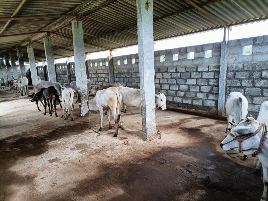 Moukthi Navachetana Goshala,Best goshala in mulbagal,Best gaushala in mulbagal,Best desi cow goshala in mulbagal,Gaushala donation for cow in mulbagal,dontation for cow in mulbagal,good goshala near me to donate,best goshala near me kolar,best goshala near me bangalore,moukthi goshala,gaushala,goshala,mulbagal,bangalore,kolar,karnataka.