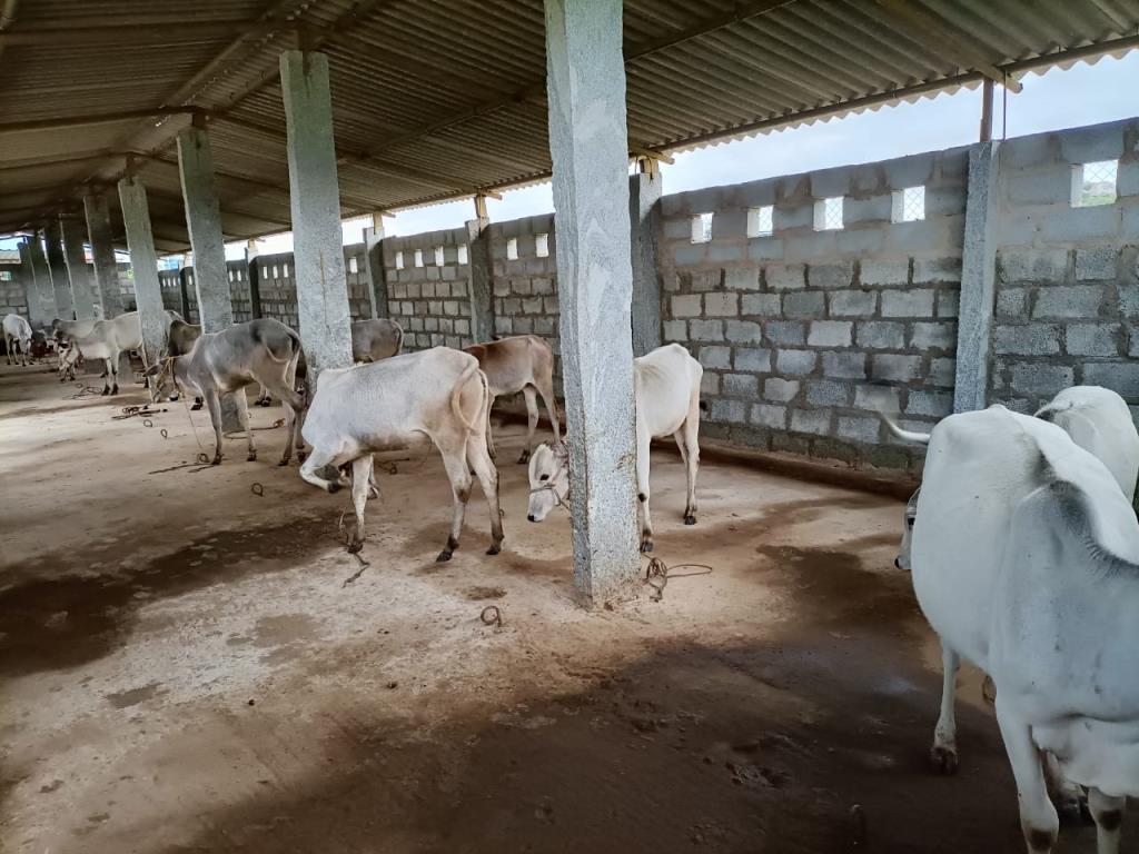 Moukthi Navachetana Goshala,Best goshala in mulbagal,Best gaushala in mulbagal,Best desi cow goshala in mulbagal,Gaushala donation for cow in mulbagal,dontation for cow in mulbagal,good goshala near me to donate,best goshala near me kolar,best goshala near me bangalore,moukthi goshala,gaushala,goshala,mulbagal,bangalore,kolar,karnataka.