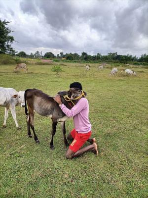 Moukthi Navachetana Goshala,Best goshala in mulbagal,Best gaushala in mulbagal,Best desi cow goshala in mulbagal,Gaushala donation for cow in mulbagal,dontation for cow in mulbagal,good goshala near me to donate,best goshala near me kolar,best goshala near me bangalore,moukthi goshala,gaushala,goshala,mulbagal,bangalore,kolar,karnataka.