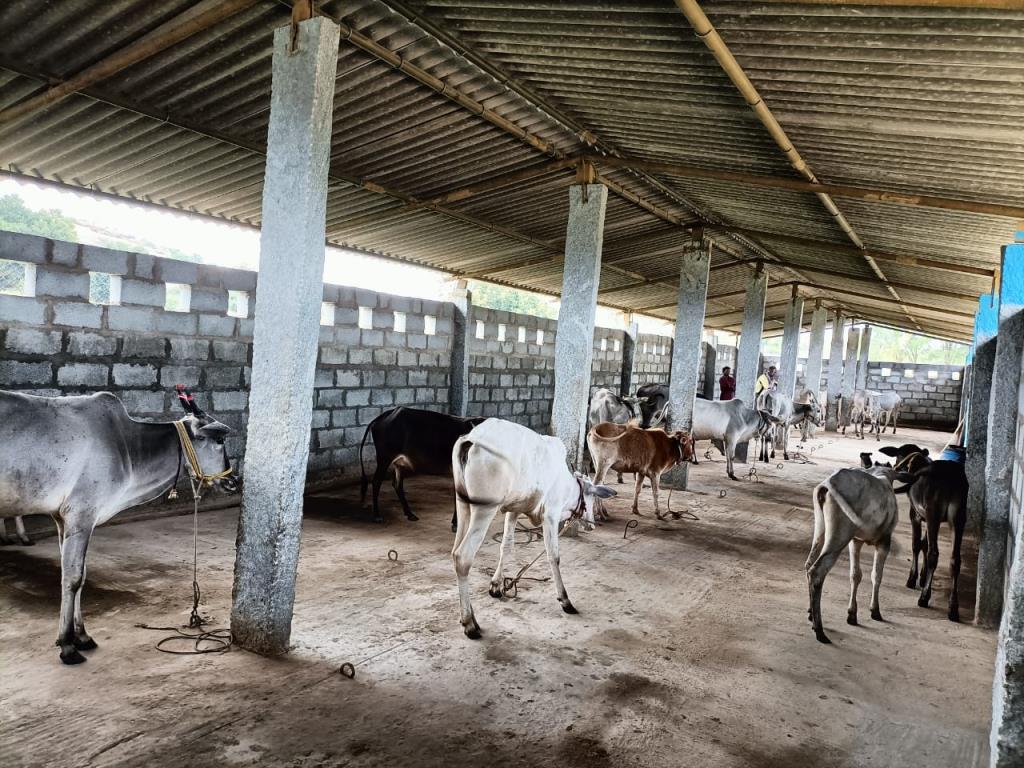 Moukthi Navachetana Goshala,Best goshala in mulbagal,Best gaushala in mulbagal,Best desi cow goshala in mulbagal,Gaushala donation for cow in mulbagal,dontation for cow in mulbagal,good goshala near me to donate,best goshala near me kolar,best goshala near me bangalore,moukthi goshala,gaushala,goshala,mulbagal,bangalore,kolar,karnataka.