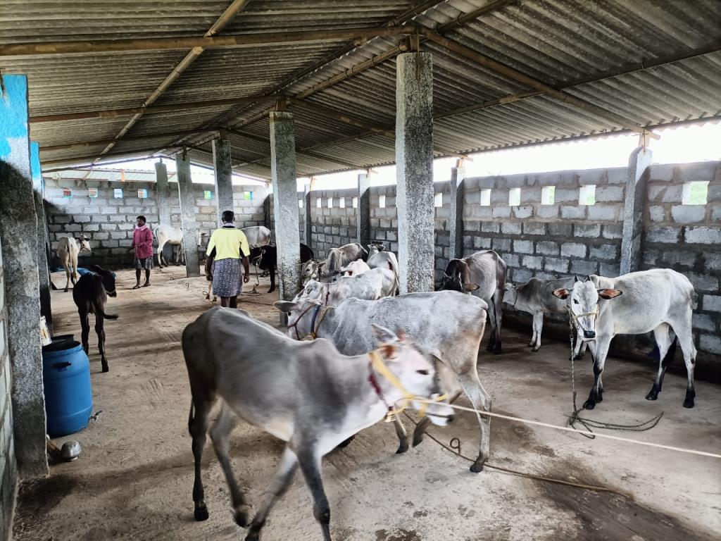 Moukthi Navachetana Goshala,Best goshala in mulbagal,Best gaushala in mulbagal,Best desi cow goshala in mulbagal,Gaushala donation for cow in mulbagal,dontation for cow in mulbagal,good goshala near me to donate,best goshala near me kolar,best goshala near me bangalore,moukthi goshala,gaushala,goshala,mulbagal,bangalore,kolar,karnataka.