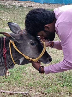 Moukthi Navachetana Goshala,Best goshala in mulbagal,Best gaushala in mulbagal,Best desi cow goshala in mulbagal,Gaushala donation for cow in mulbagal,dontation for cow in mulbagal,good goshala near me to donate,best goshala near me kolar,best goshala near me bangalore,moukthi goshala,gaushala,goshala,mulbagal,bangalore,kolar,karnataka.