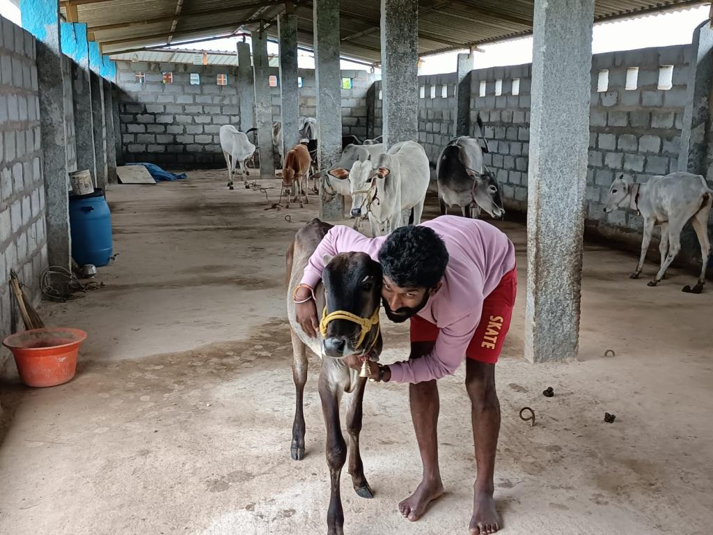 Moukthi Navachetana Goshala,Best goshala in mulbagal,Best gaushala in mulbagal,Best desi cow goshala in mulbagal,Gaushala donation for cow in mulbagal,dontation for cow in mulbagal,good goshala near me to donate,best goshala near me kolar,best goshala near me bangalore,moukthi goshala,gaushala,goshala,mulbagal,bangalore,kolar,karnataka.
