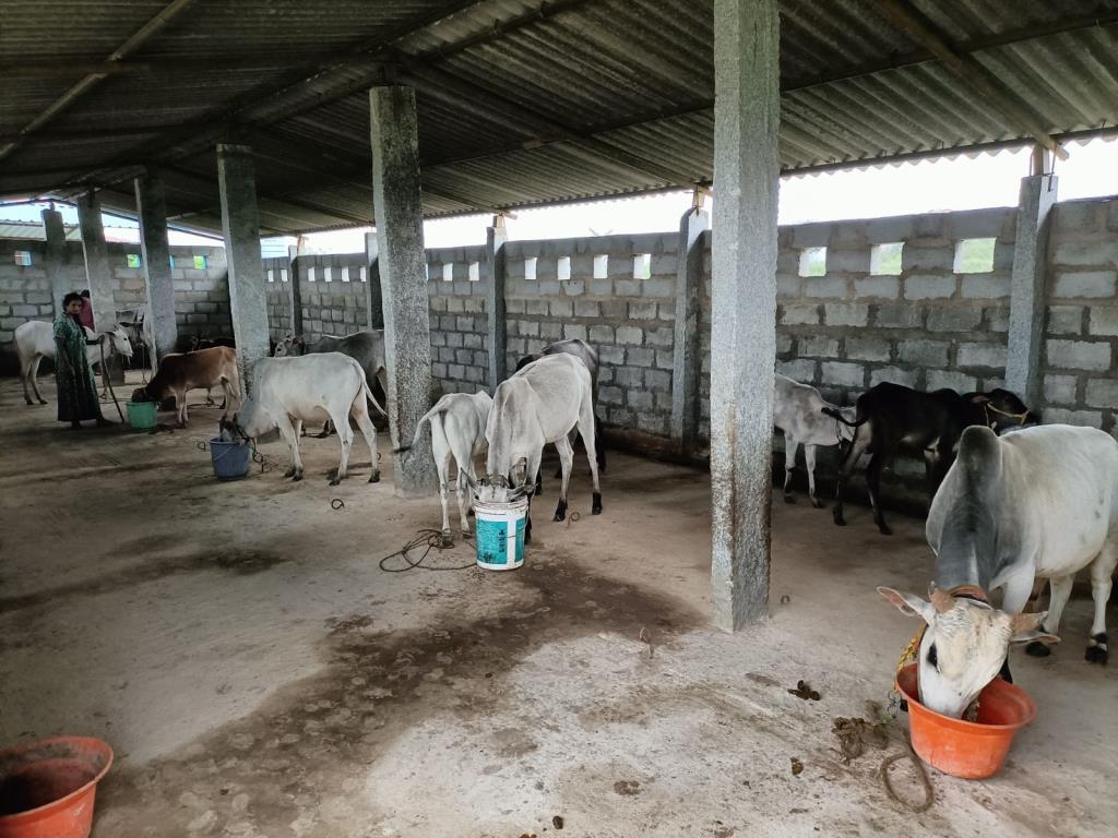 Moukthi Navachetana Goshala,Best goshala in mulbagal,Best gaushala in mulbagal,Best desi cow goshala in mulbagal,Gaushala donation for cow in mulbagal,dontation for cow in mulbagal,good goshala near me to donate,best goshala near me kolar,best goshala near me bangalore,moukthi goshala,gaushala,goshala,mulbagal,bangalore,kolar,karnataka.