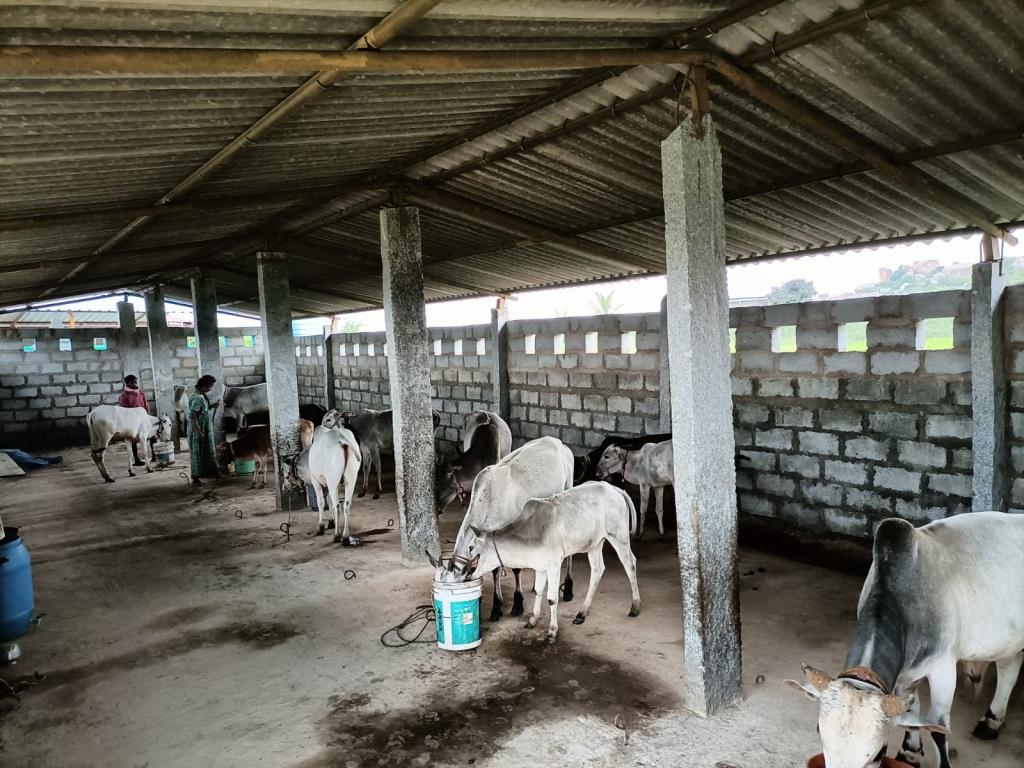 Moukthi Navachetana Goshala,Best goshala in mulbagal,Best gaushala in mulbagal,Best desi cow goshala in mulbagal,Gaushala donation for cow in mulbagal,dontation for cow in mulbagal,good goshala near me to donate,best goshala near me kolar,best goshala near me bangalore,moukthi goshala,gaushala,goshala,mulbagal,bangalore,kolar,karnataka.