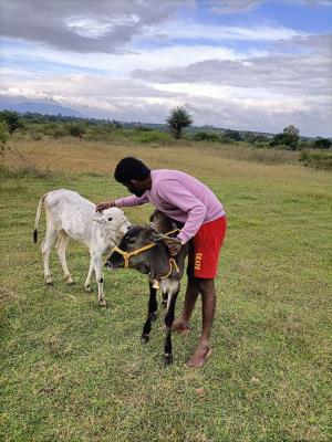 Moukthi Navachetana Goshala,Best goshala in mulbagal,Best gaushala in mulbagal,Best desi cow goshala in mulbagal,Gaushala donation for cow in mulbagal,dontation for cow in mulbagal,good goshala near me to donate,best goshala near me kolar,best goshala near me bangalore,moukthi goshala,gaushala,goshala,mulbagal,bangalore,kolar,karnataka.