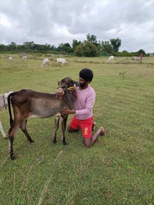 Moukthi Navachetana Goshala,Best goshala in mulbagal,Best gaushala in mulbagal,Best desi cow goshala in mulbagal,Gaushala donation for cow in mulbagal,dontation for cow in mulbagal,good goshala near me to donate,best goshala near me kolar,best goshala near me bangalore,moukthi goshala,gaushala,goshala,mulbagal,bangalore,kolar,karnataka.